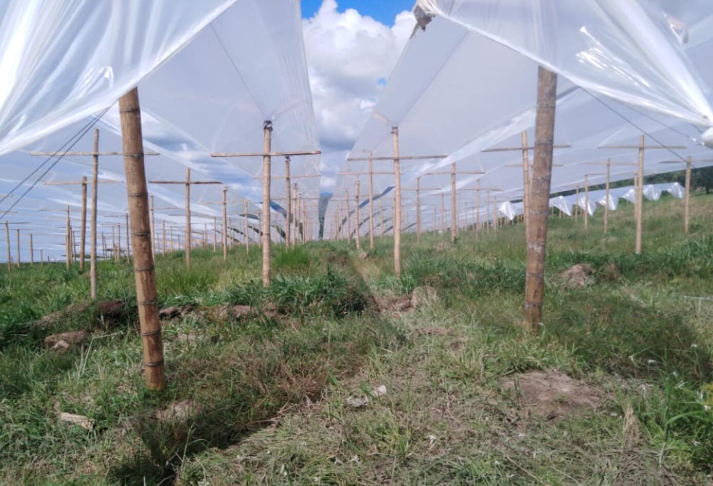 Cultivos de maracuyá orgánica en el sur del Huila/Foto: Camilo Perdomo.