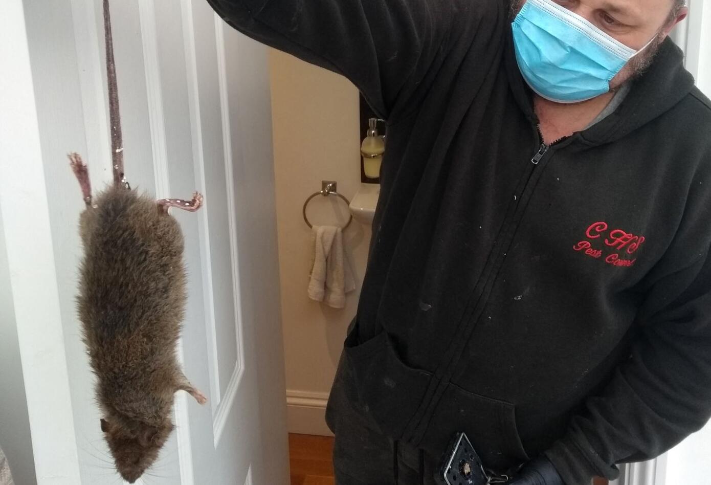 Ratas en Londres