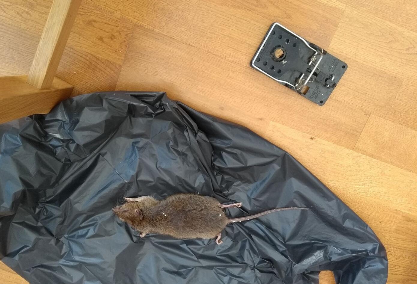 Ratas en Londres
