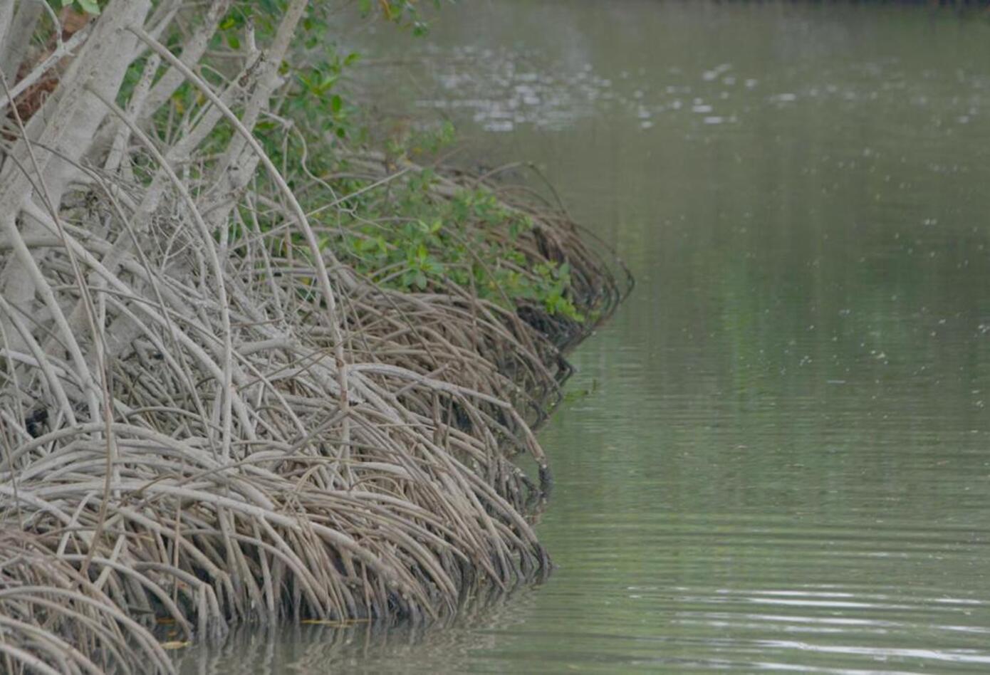 Bahía de Cispatá en Montería (Córdoba). Foto: cortesía Minambiente.