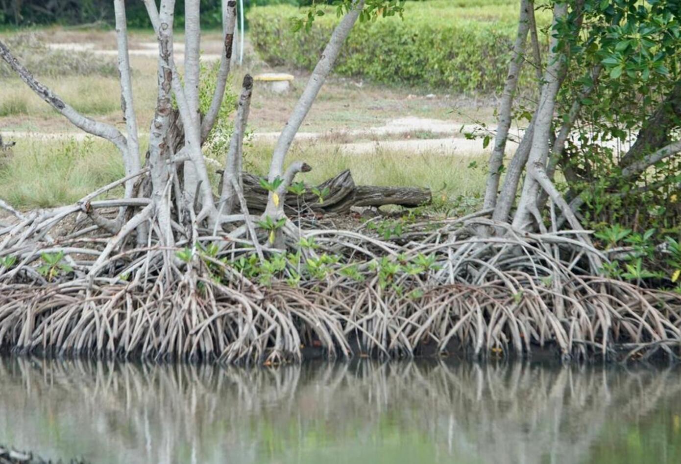 Bahía de Cispatá en Montería (Córdoba). Foto: cortesía Minambiente.