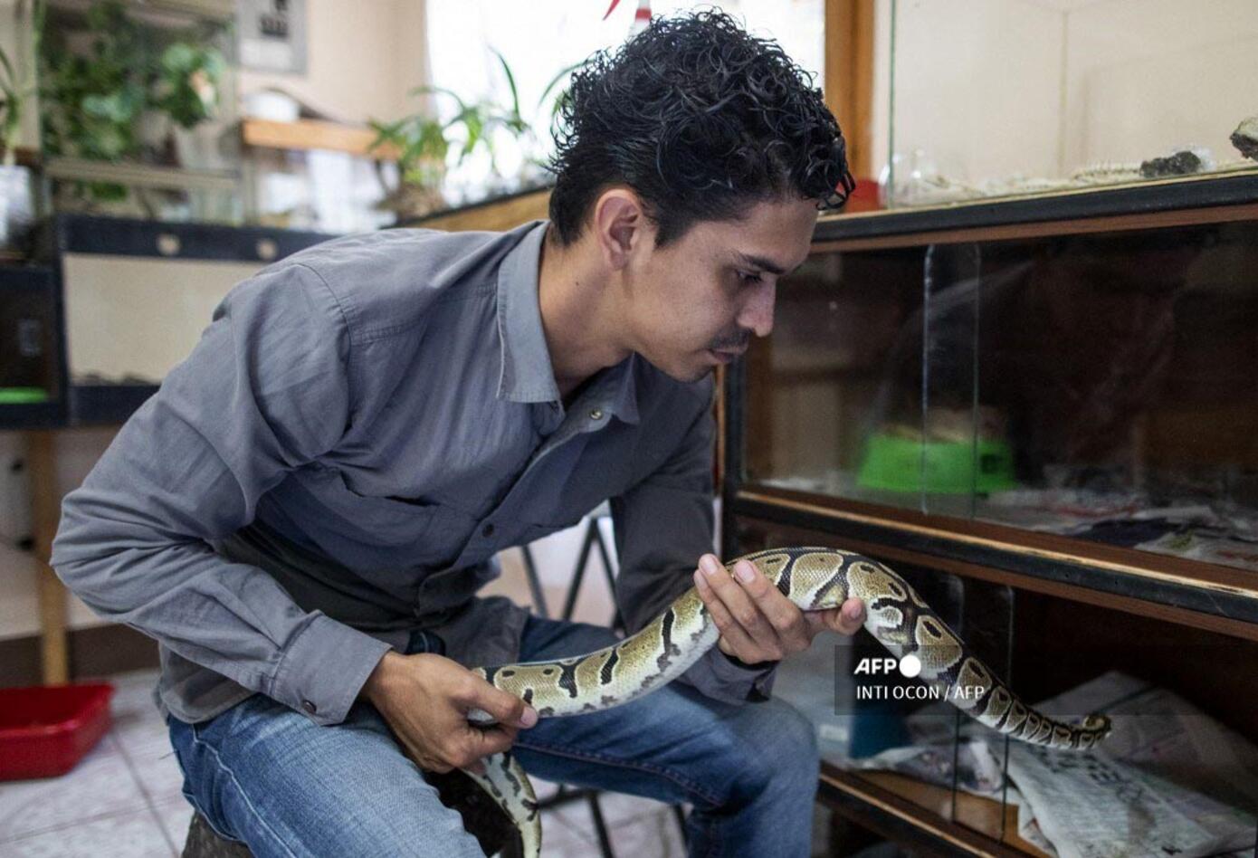 Pasión por serpientes, una extraña tendencia en auge