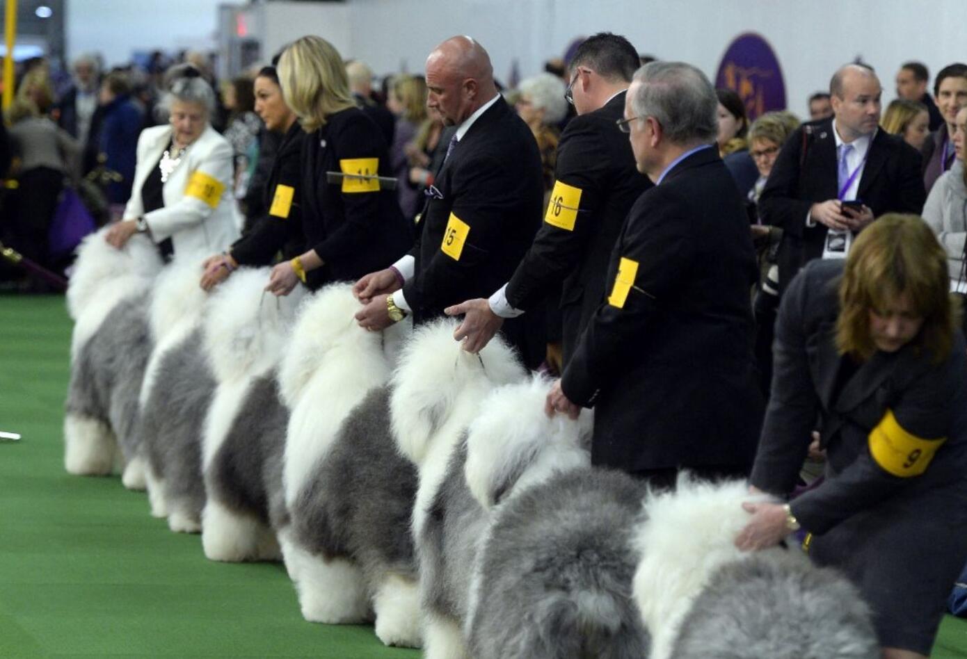 Perro pastor inglés, en peligro de extinción