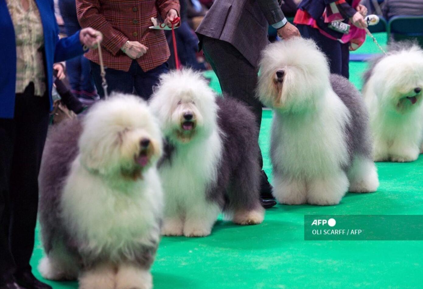 Perro pastor inglés, en peligro de extinción