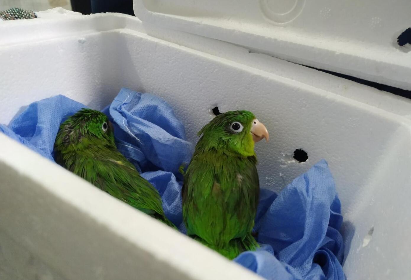 Pericos incautados en Terminal de Bogotá