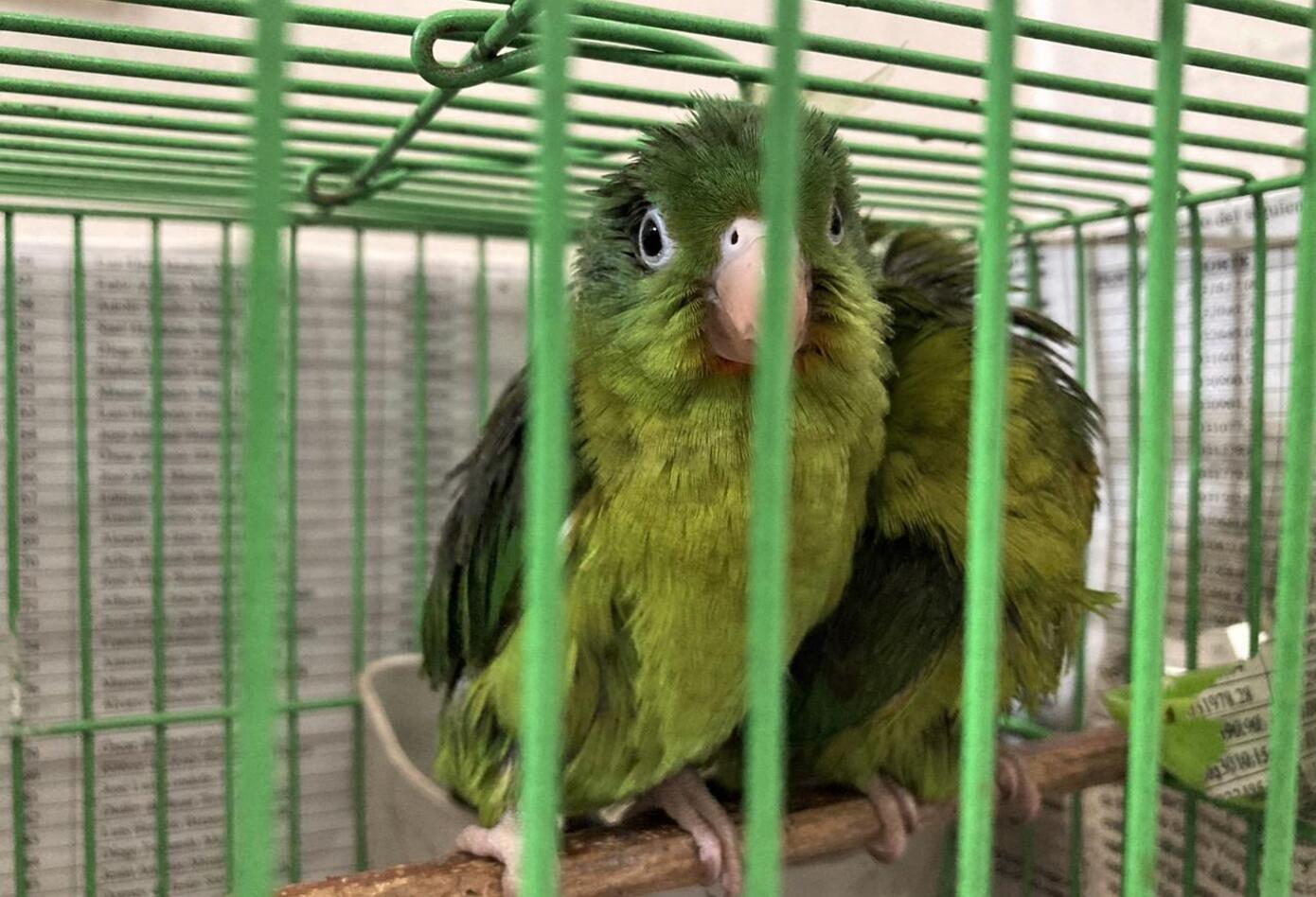 Pericos incautados en Terminal de Bogotá