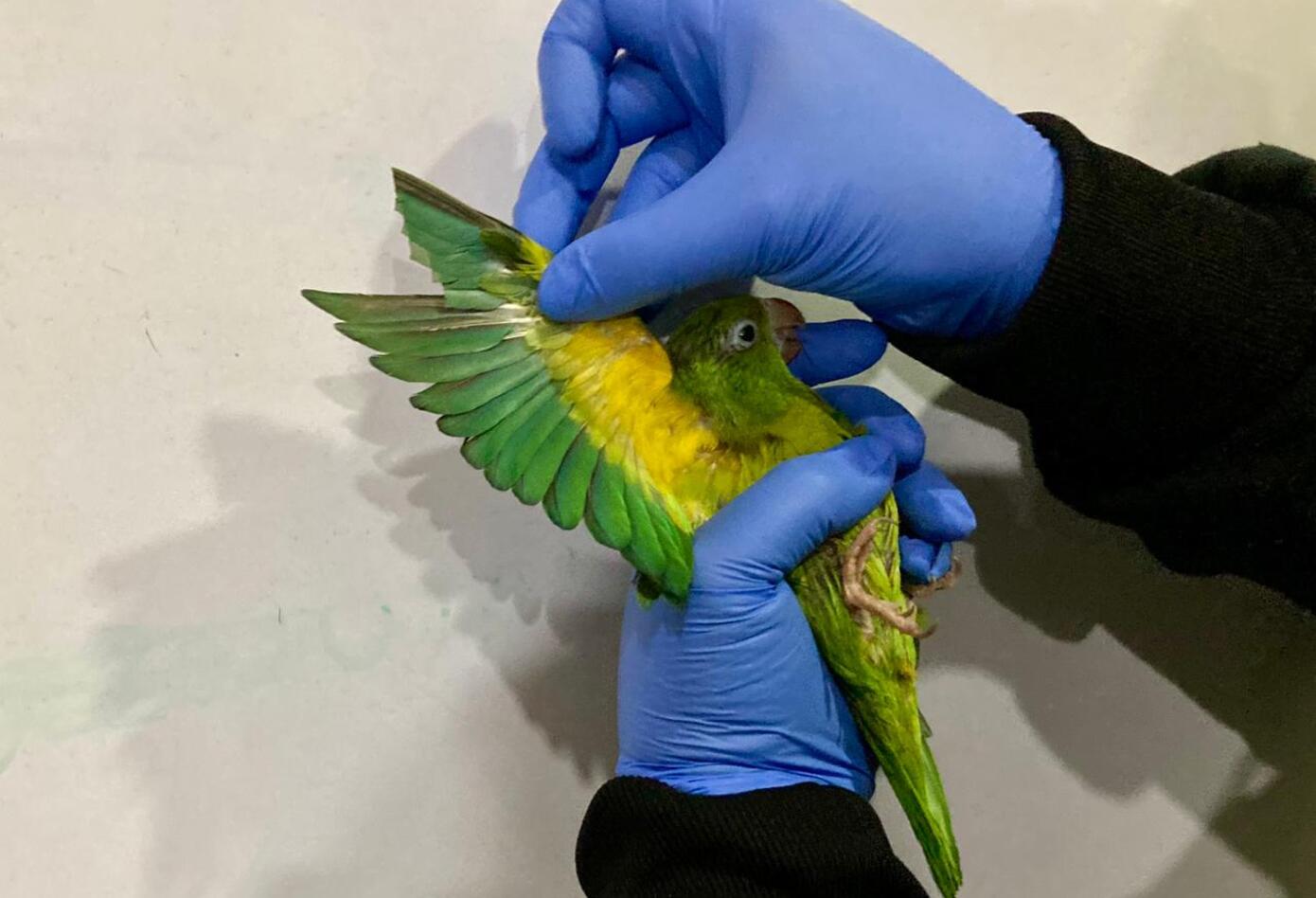 Pericos incautados en Terminal de Bogotá