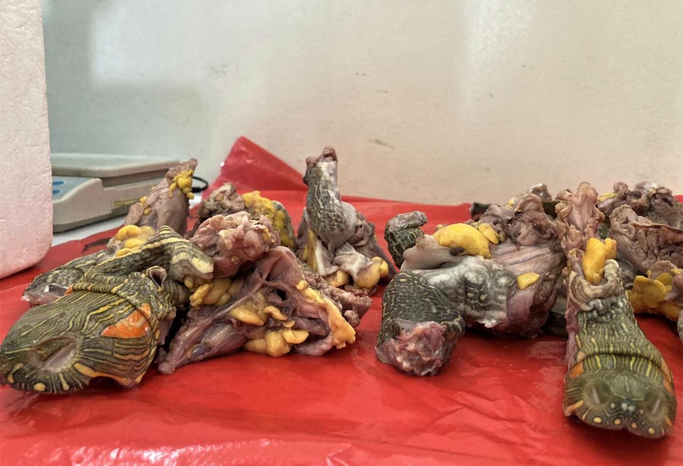 Tráfico de carne y huevos de tortuga