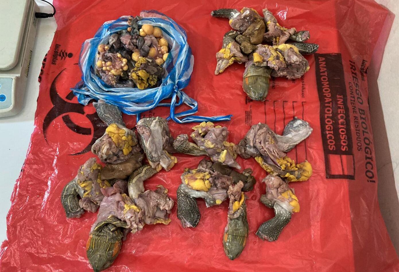 Tráfico de carne y huevos de tortuga