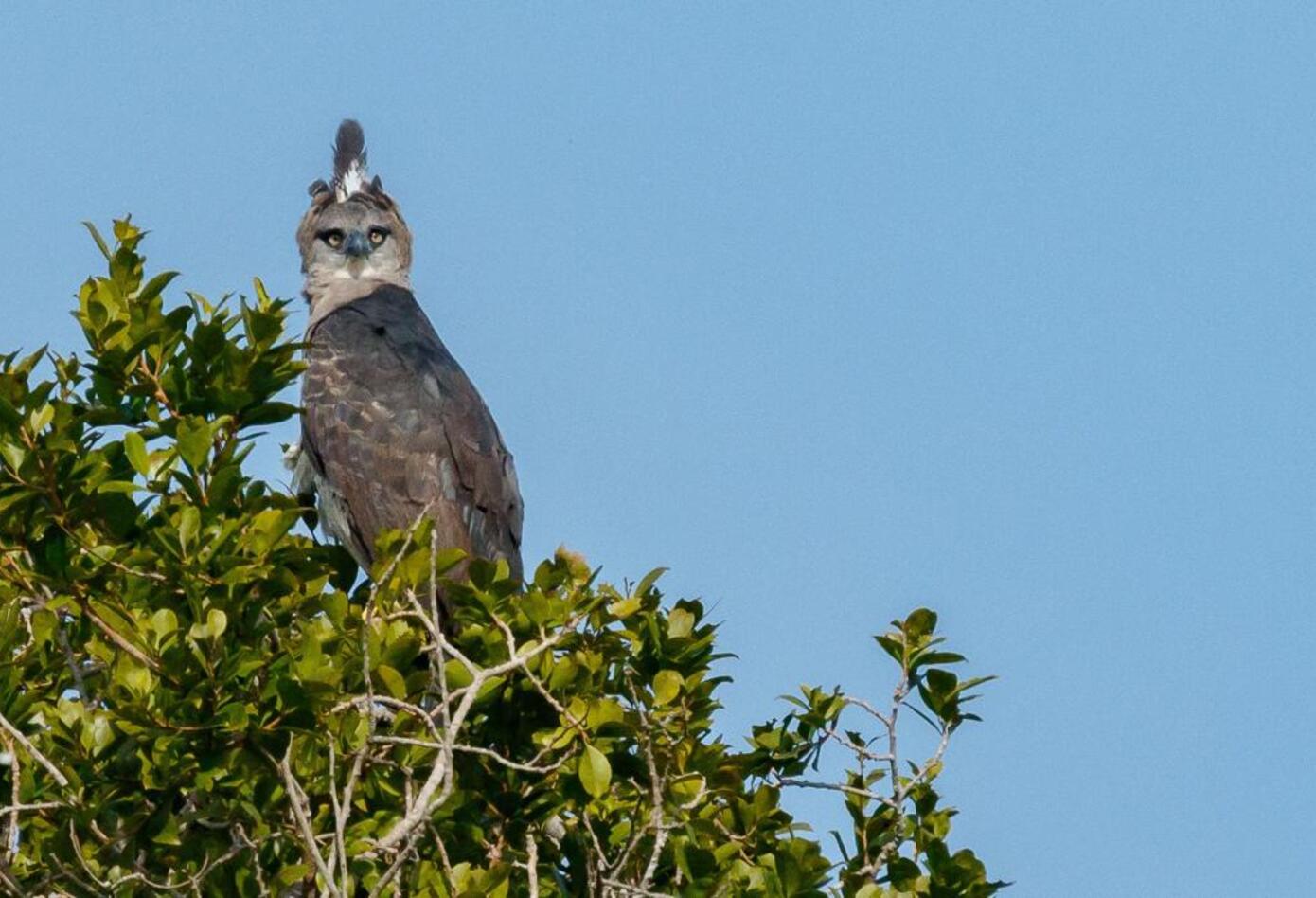 Más de 120 especies de aves fueron avistadas en los ecosistemas acuáticos y terrestres de la cuenca.
