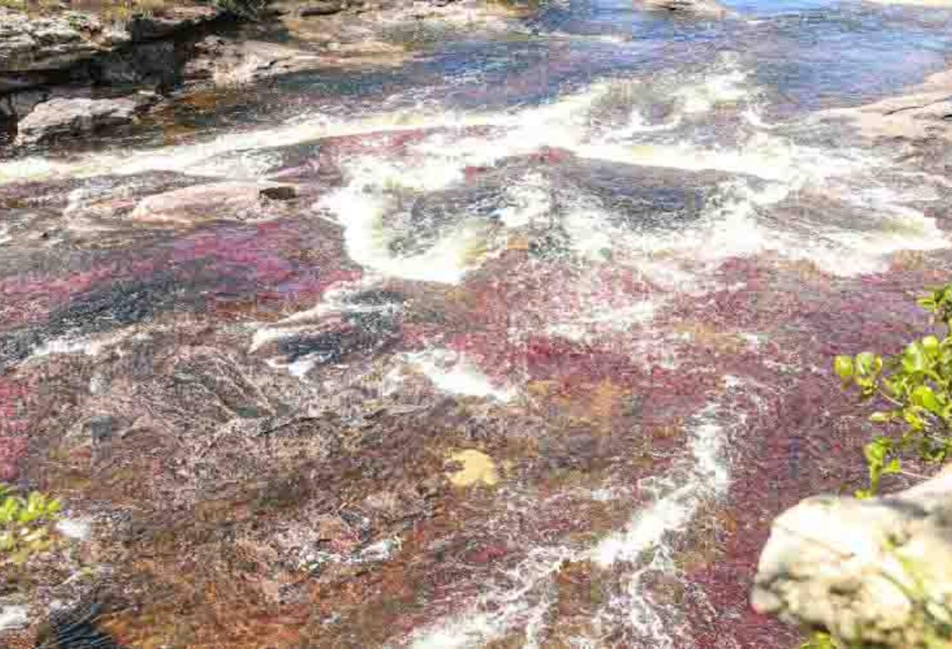 caño cristales en colombia