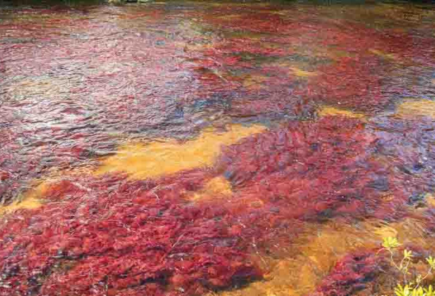 caño cristales en colombia