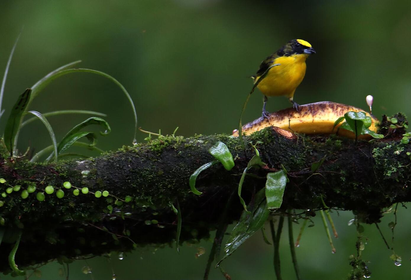 Caldas, el hogar de los colibríes Caldas, el hogar de los colibríesCaldas, el hogar de los colibríes