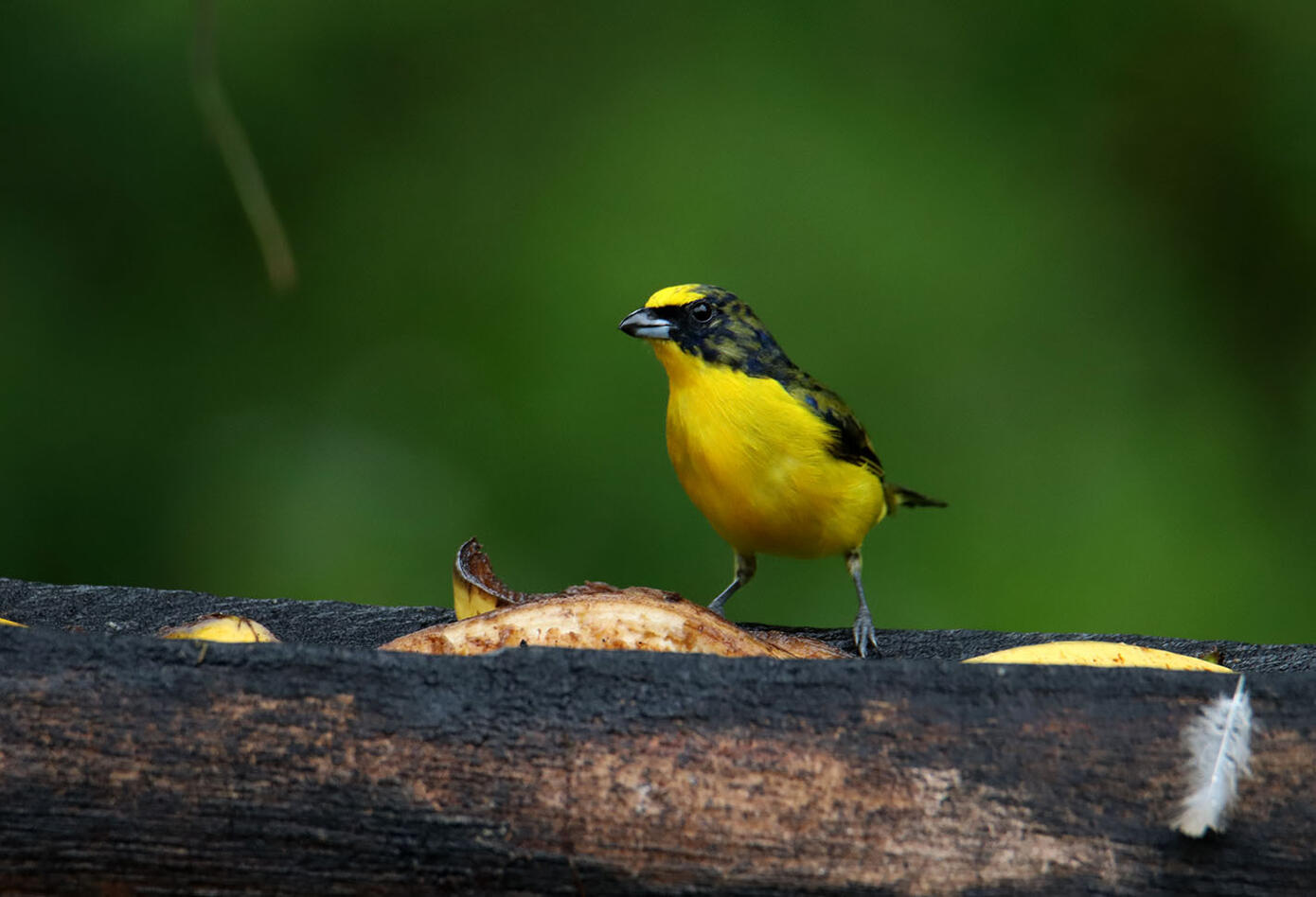 Caldas, el hogar de los colibríes Caldas, el hogar de los colibríes