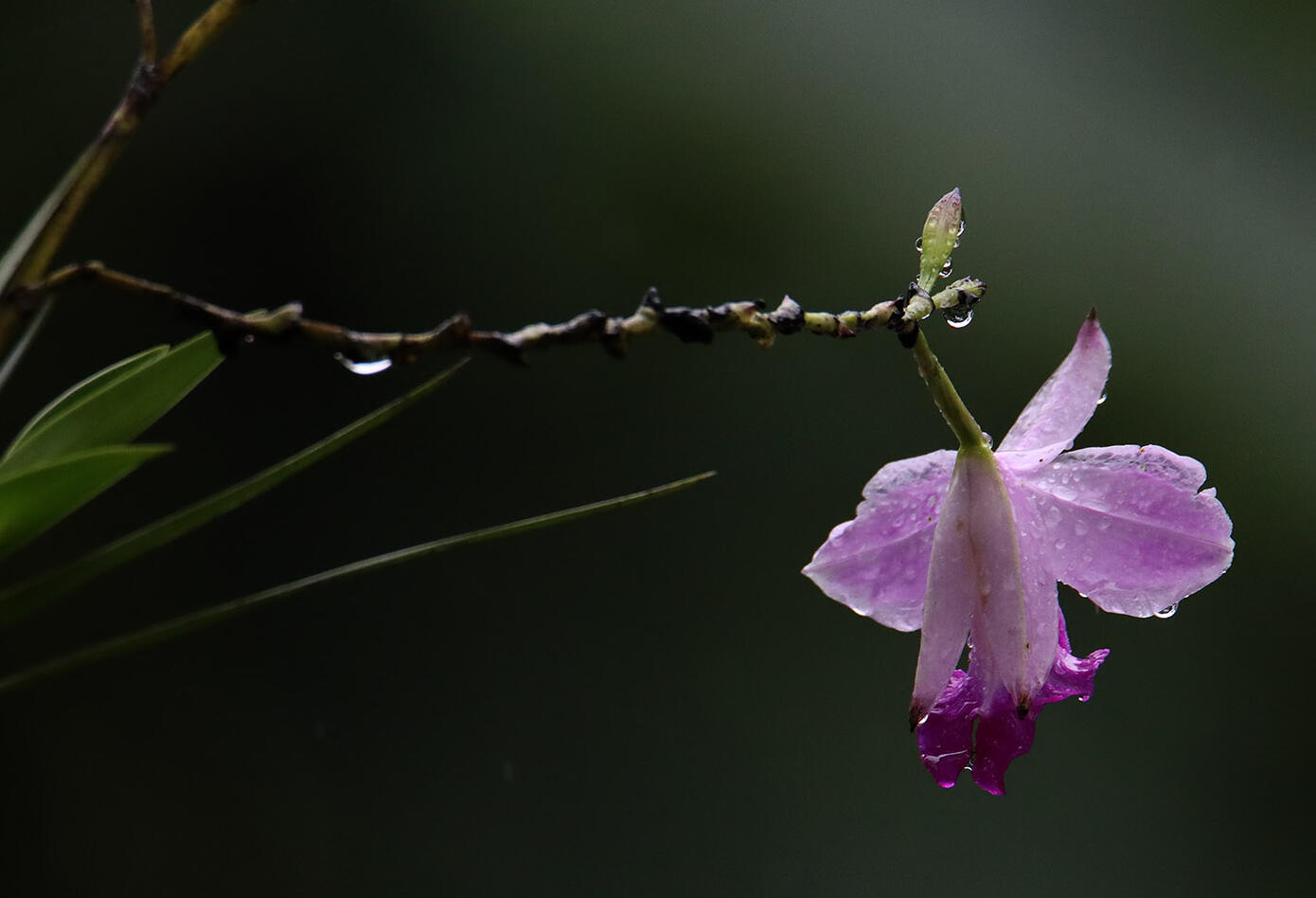 Caldas, el hogar de los colibríes. Caldas, el hogar de los colibríes