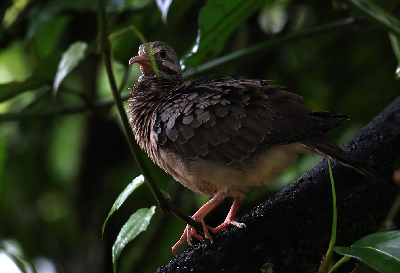 Caldas, el hogar de los colibríes. Caldas, el hogar de los colibríes