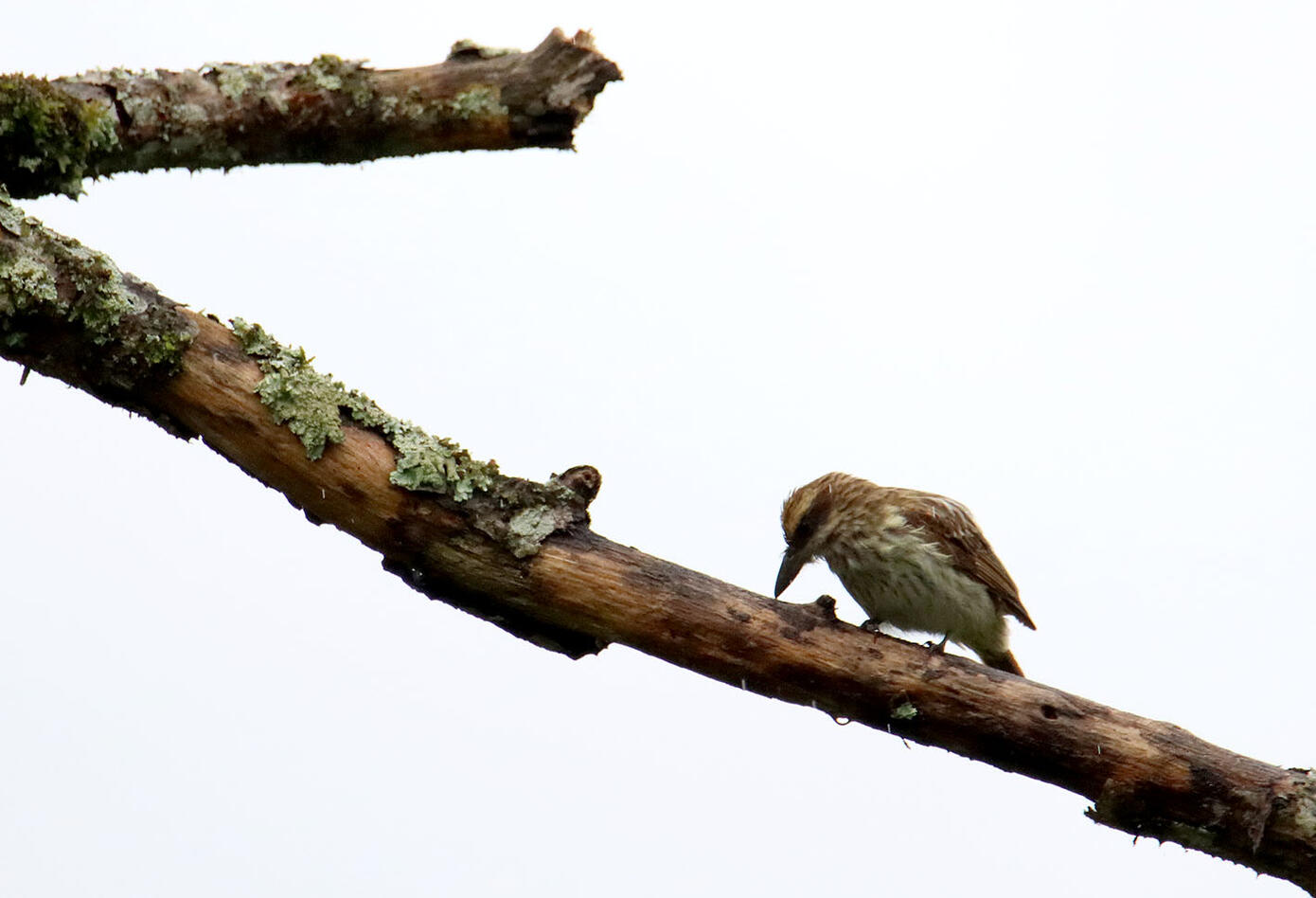Caldas, el hogar de los colibríes Caldas, el hogar de los colibríes