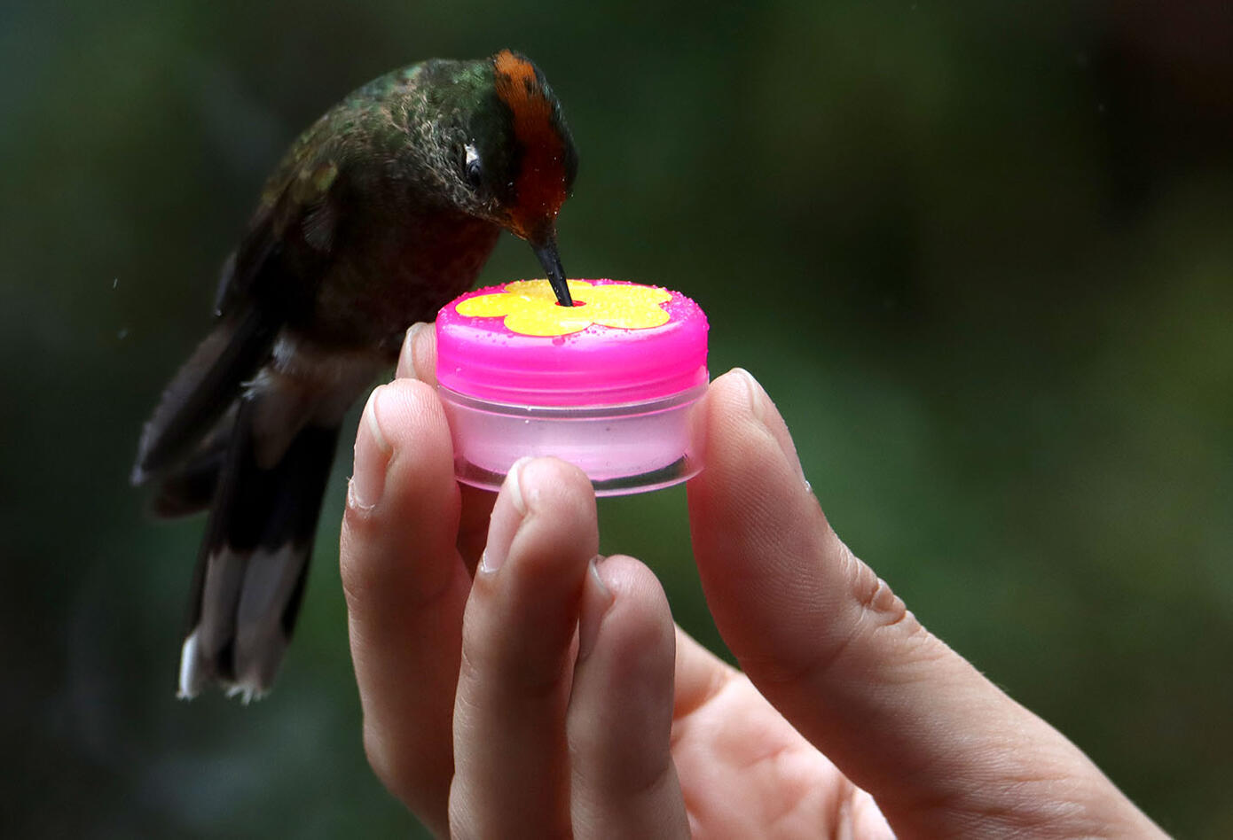 Colibríes Caldas destino promovido por la Cámara de Comercio de Caldas Colibríes Caldas destino promovido por la Cámara de Comercio de Caldas