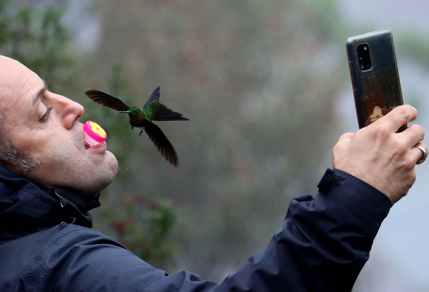 Caldas, el hogar de los colibríes. Caldas, el hogar de los colibríes.