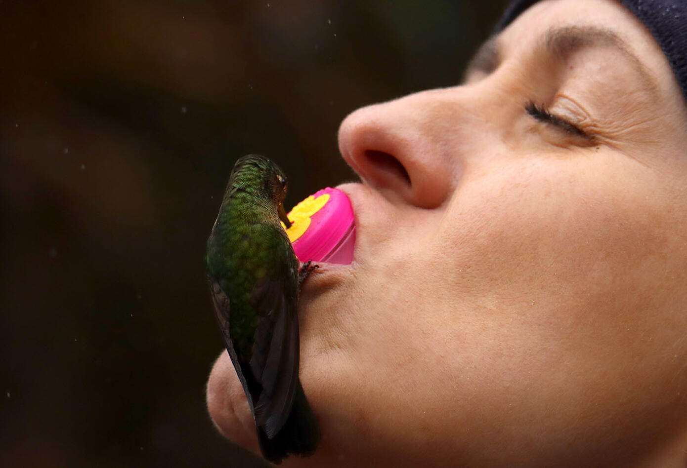 Caldas, el hogar de los colibríes. Caldas, el hogar de los colibríes.