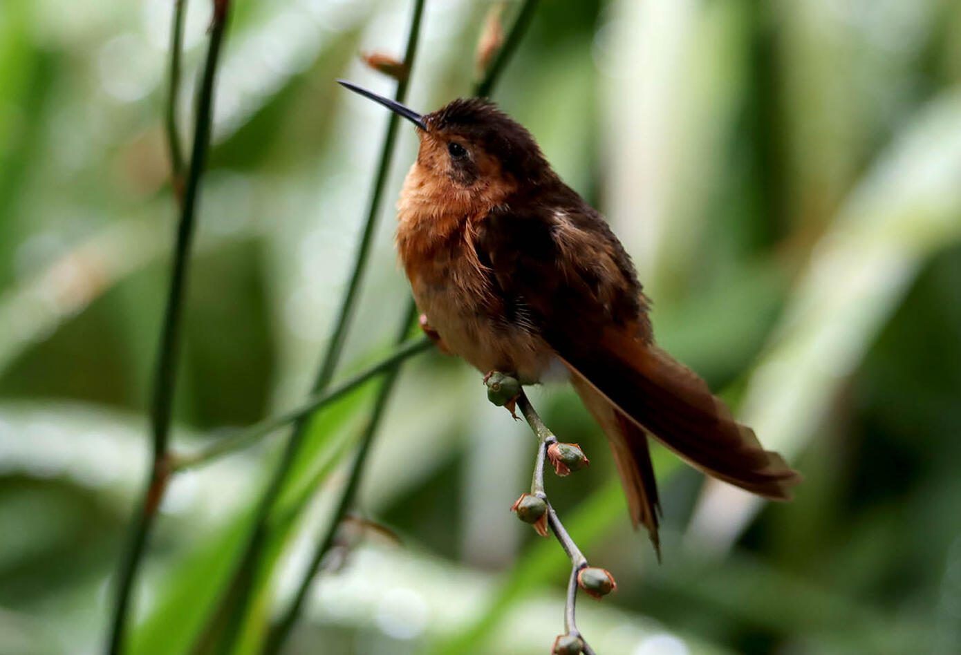 Caldas, el hogar de los colibríes. Caldas, el hogar de los colibríes.