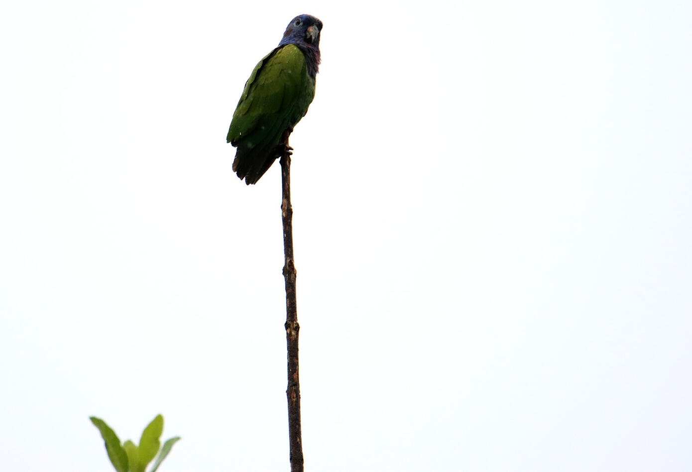 Caldas, el hogar de los colibríes. Caldas, el hogar de los colibríes