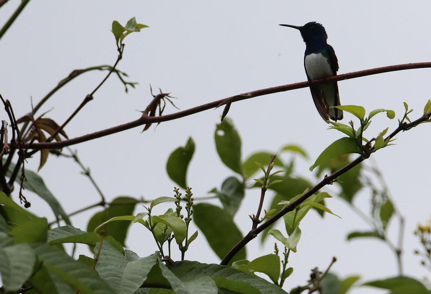 Caldas, el hogar de los colibríes Caldas, el hogar de los colibríes