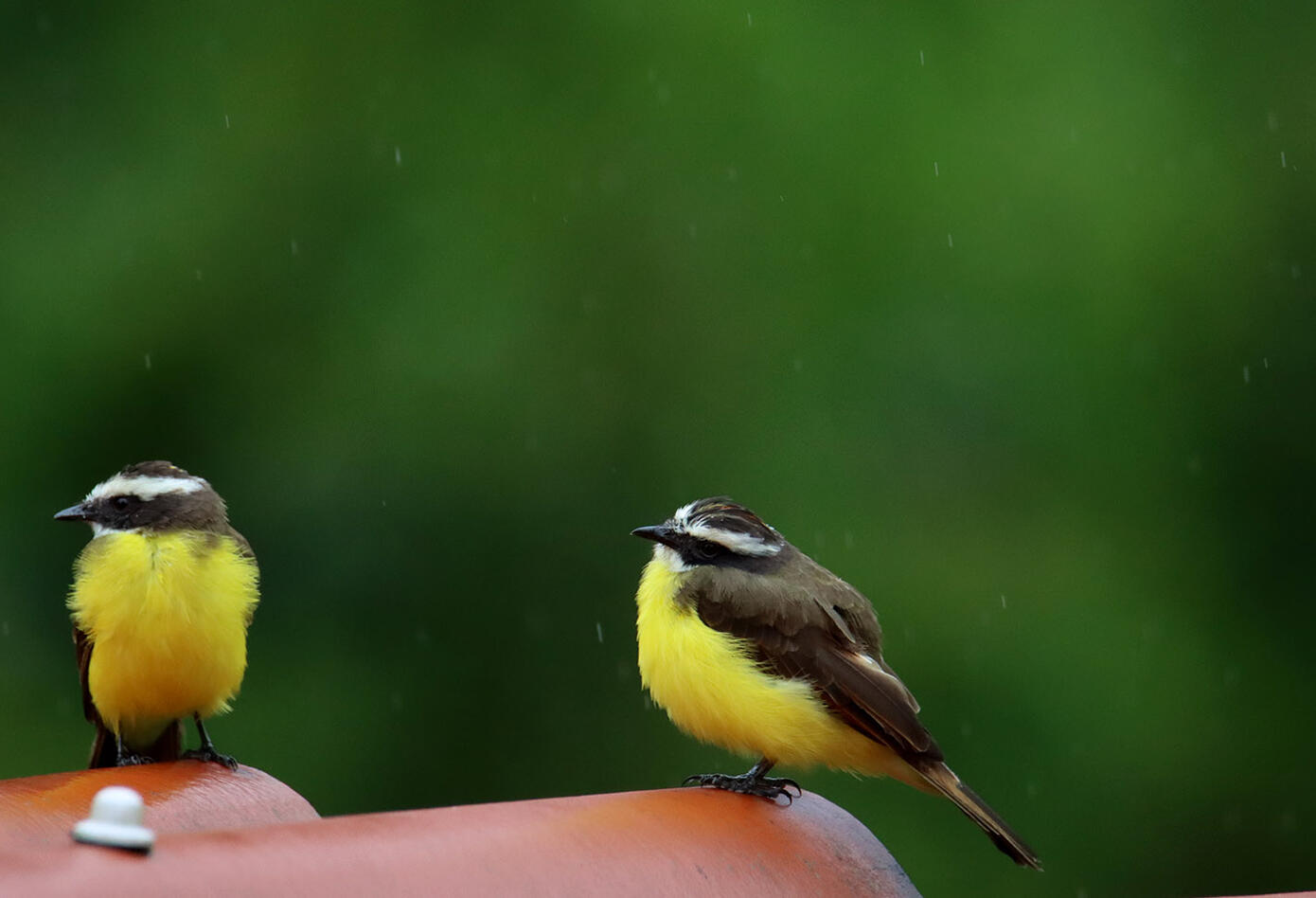 Caldas, el hogar de los colibríes Caldas, el hogar de los colibríes