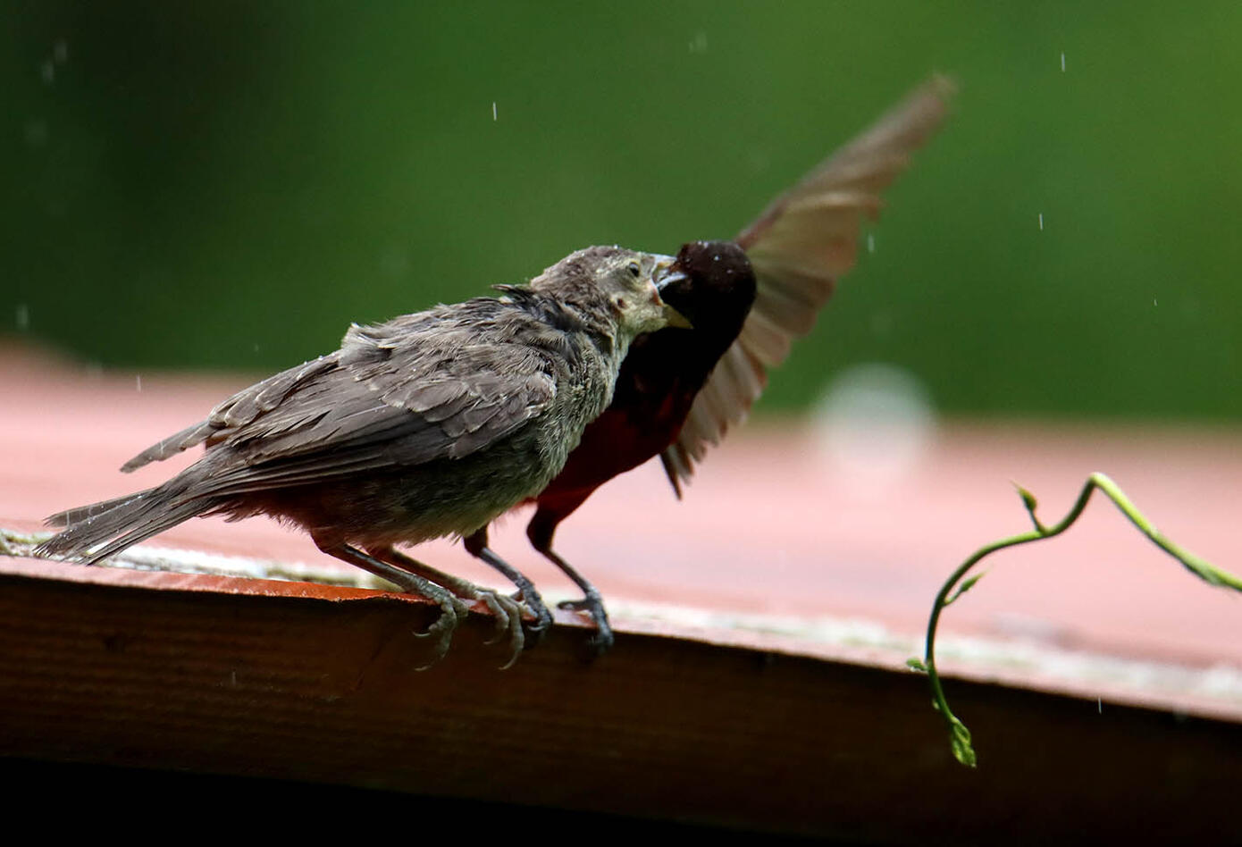 Caldas, el hogar de los colibríes. Caldas, el hogar de los colibríes.
