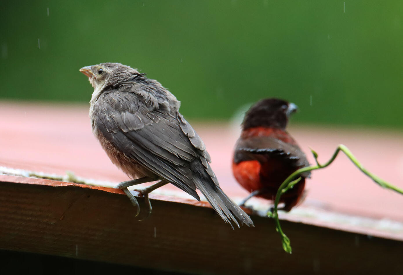Caldas, el hogar de los colibríes. Caldas, el hogar de los colibríes