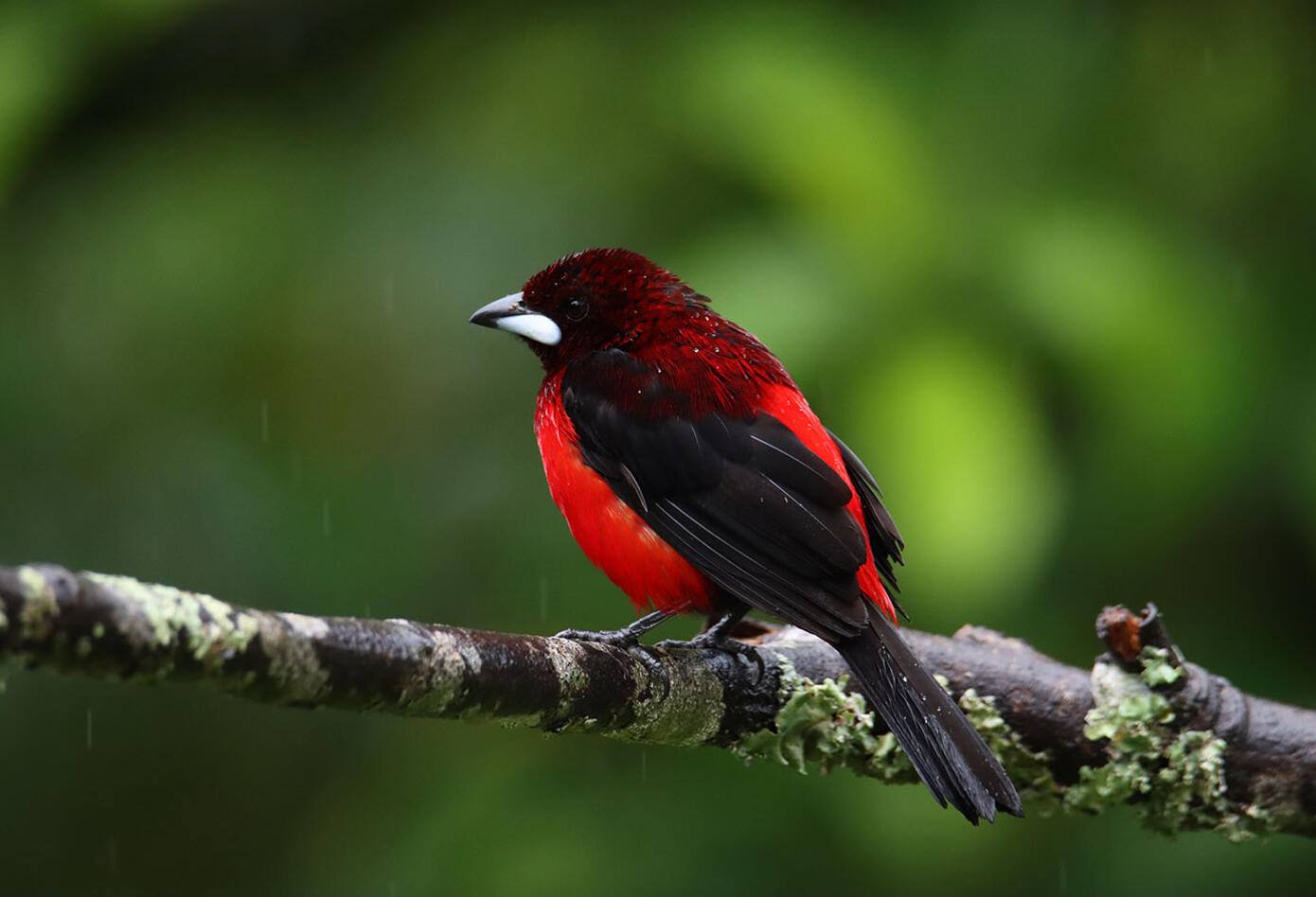 Caldas, el hogar de los colibríes Caldas, el hogar de los colibríes