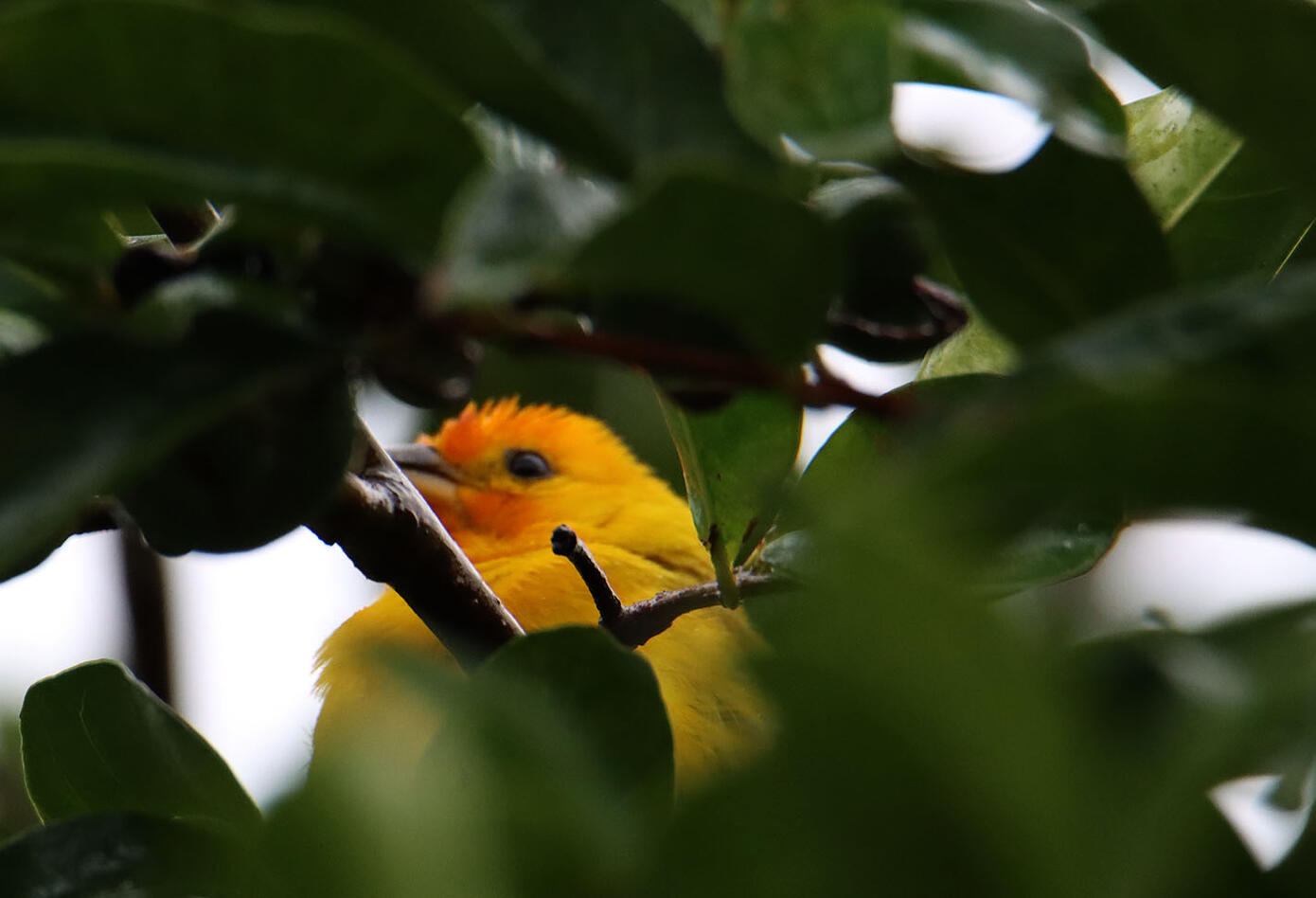 Caldas, el hogar de los colibríes. Caldas, el hogar de los colibríes.