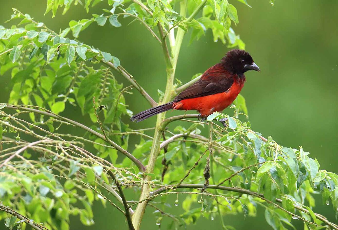 Caldas, el hogar de los colibríes Caldas, el hogar de los colibríes
