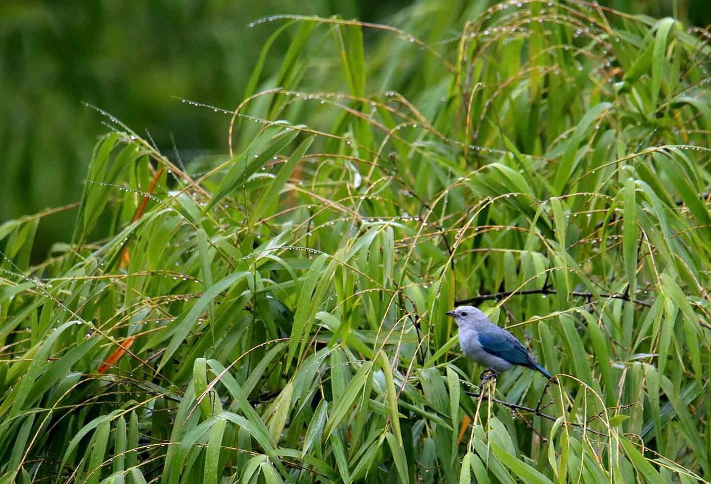 Caldas, el hogar de los colibríes Caldas, el hogar de los colibríes