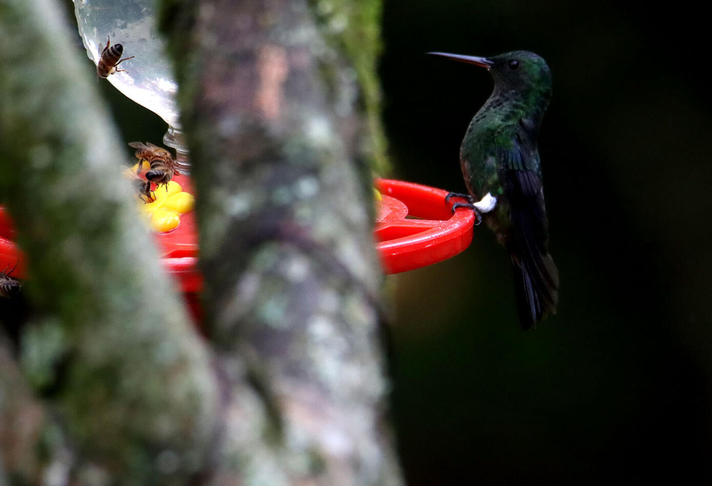 Caldas, el hogar de los colibríes Caldas, el hogar de los colibríes