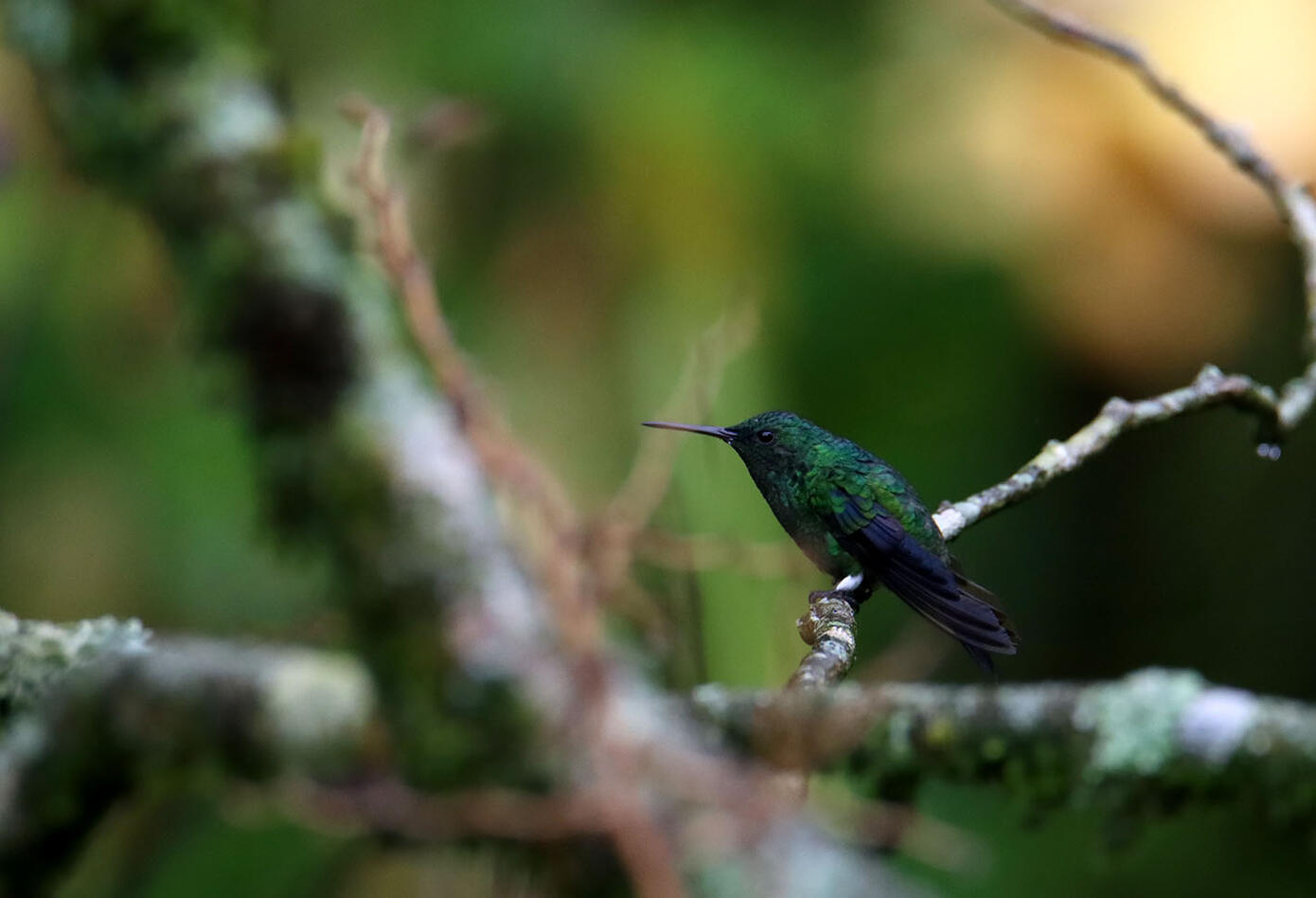 Caldas, el hogar de los colibríes Caldas, el hogar de los colibríes