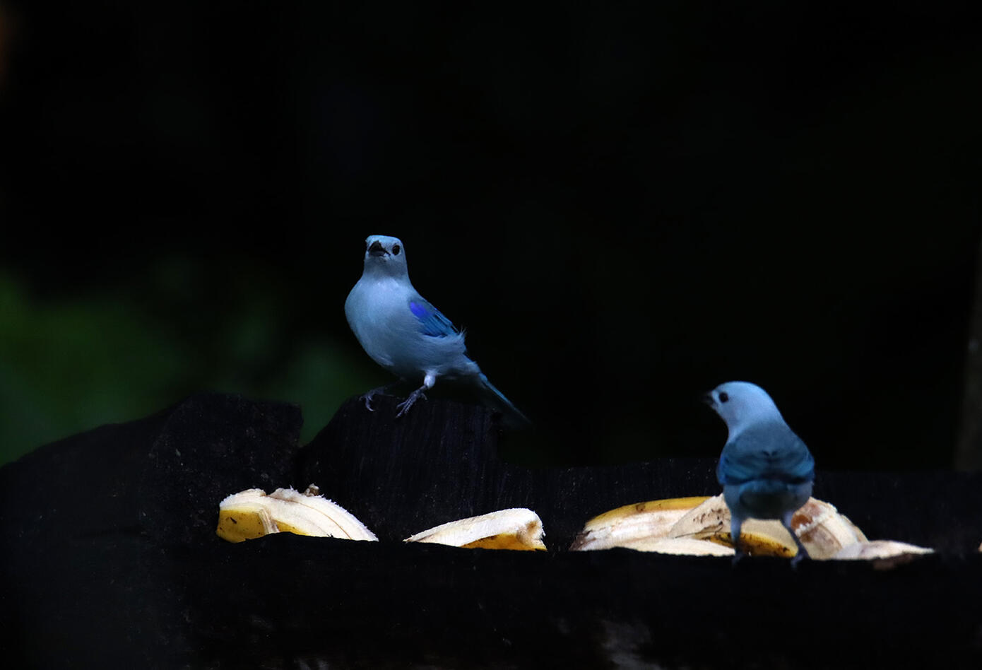 Caldas, el hogar de los colibríes Caldas, el hogar de los colibríes