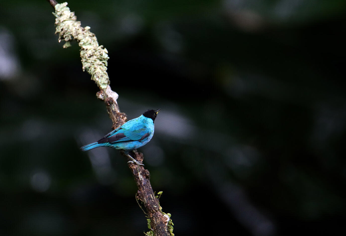 Caldas, el hogar de los colibríes Caldas, el hogar de los colibríes