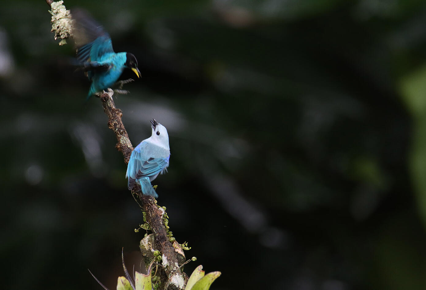 Caldas, el hogar de los colibríes Caldas, el hogar de los colibríes