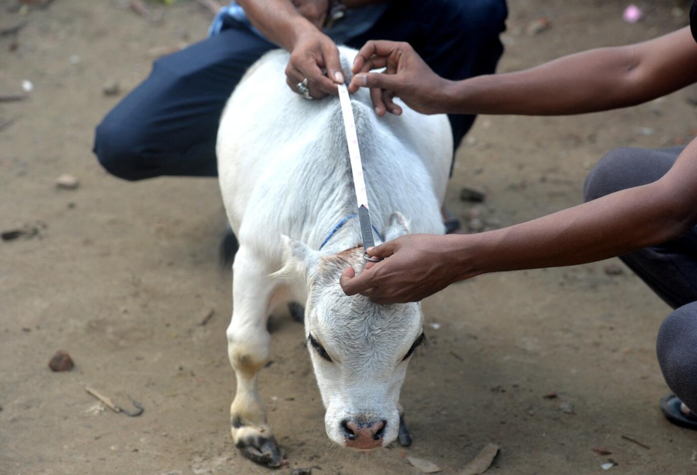 Rani, la vaca más pequeña del mundo