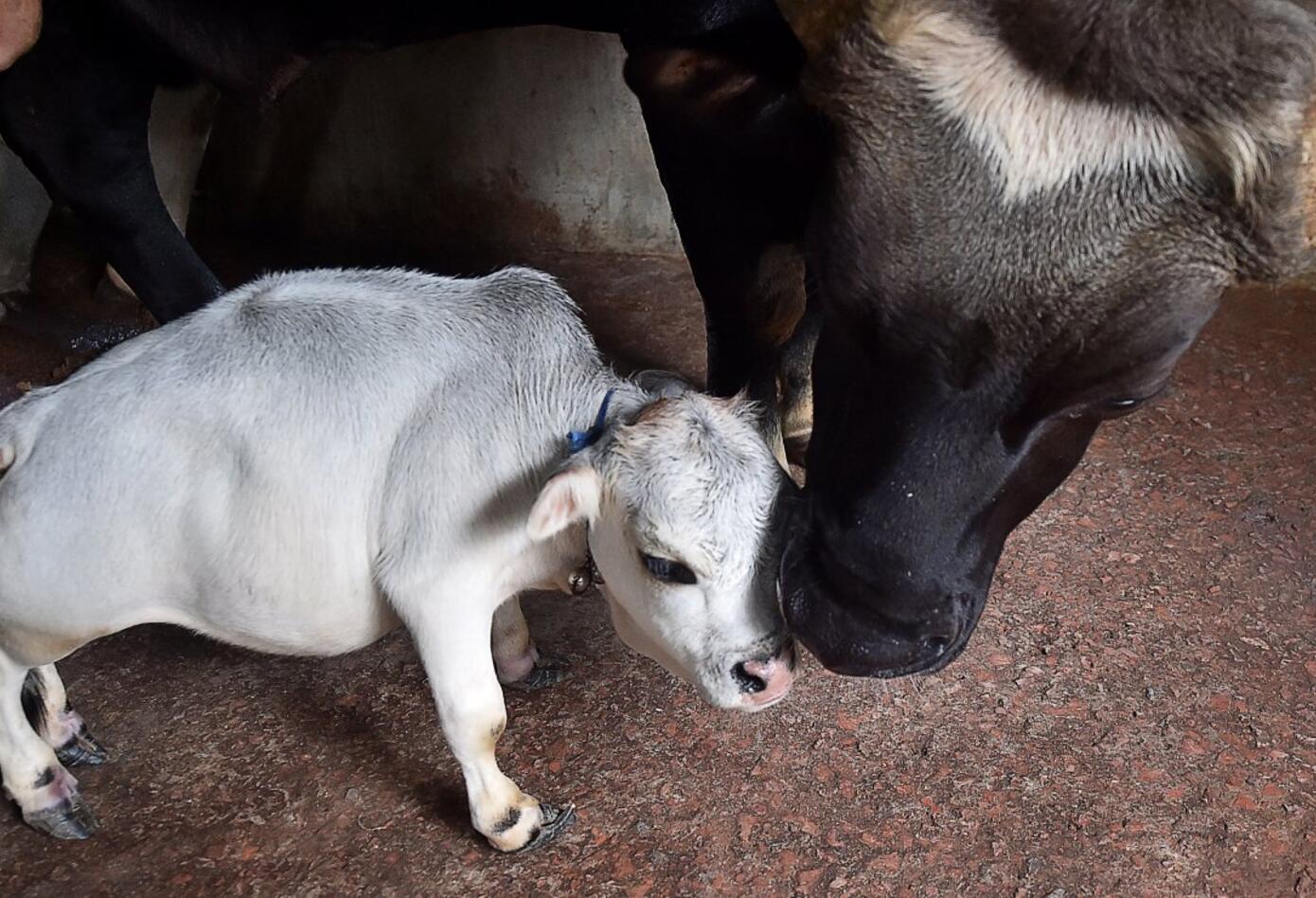 Rani es certificada como la vaca más pequeña del mundo.