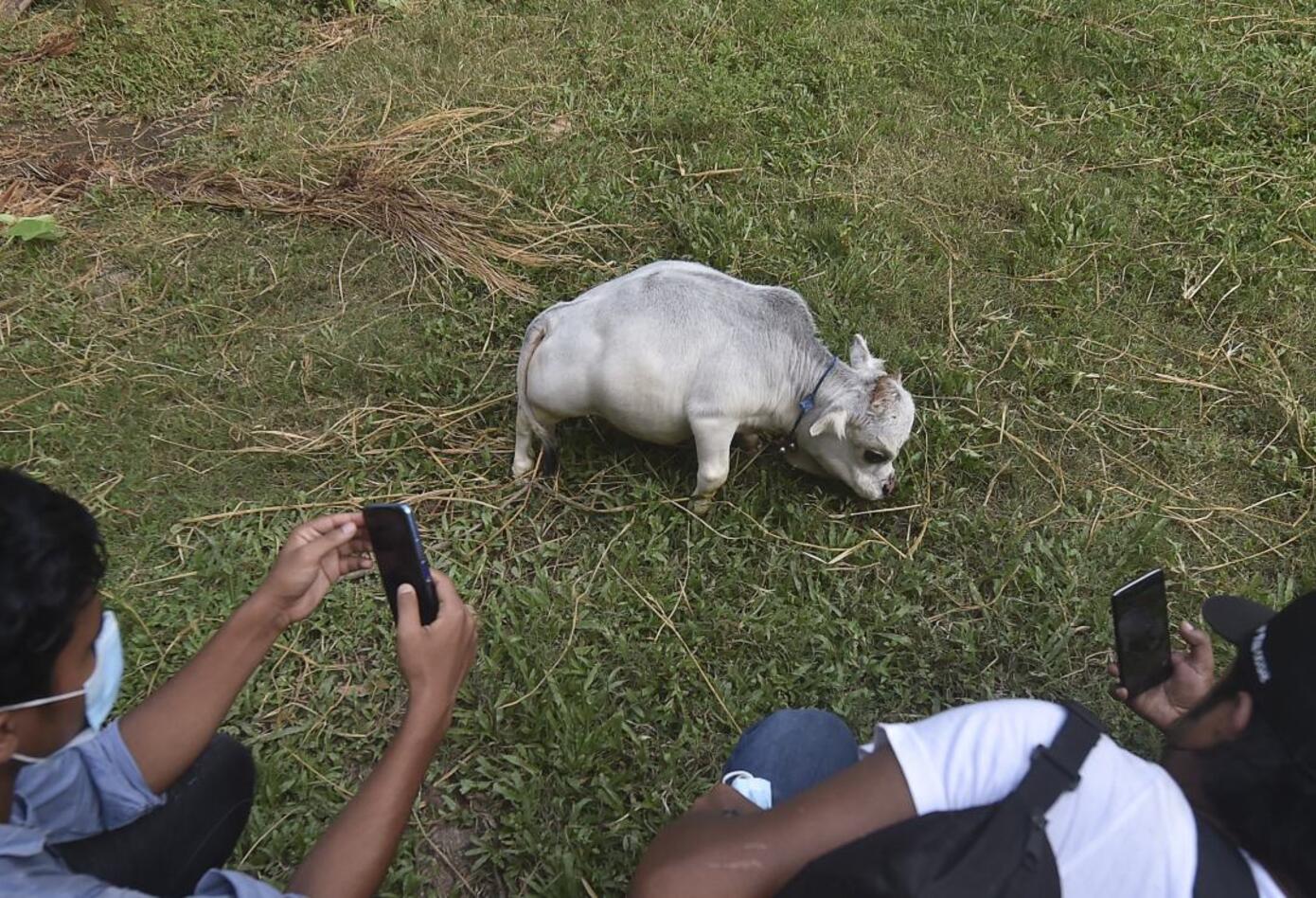 Rani, la vaca más pequeña del mundo