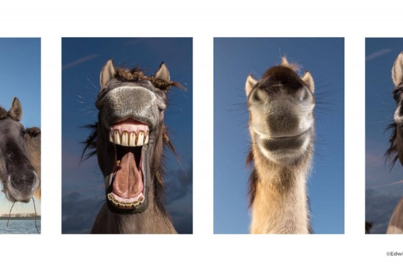 Camellos