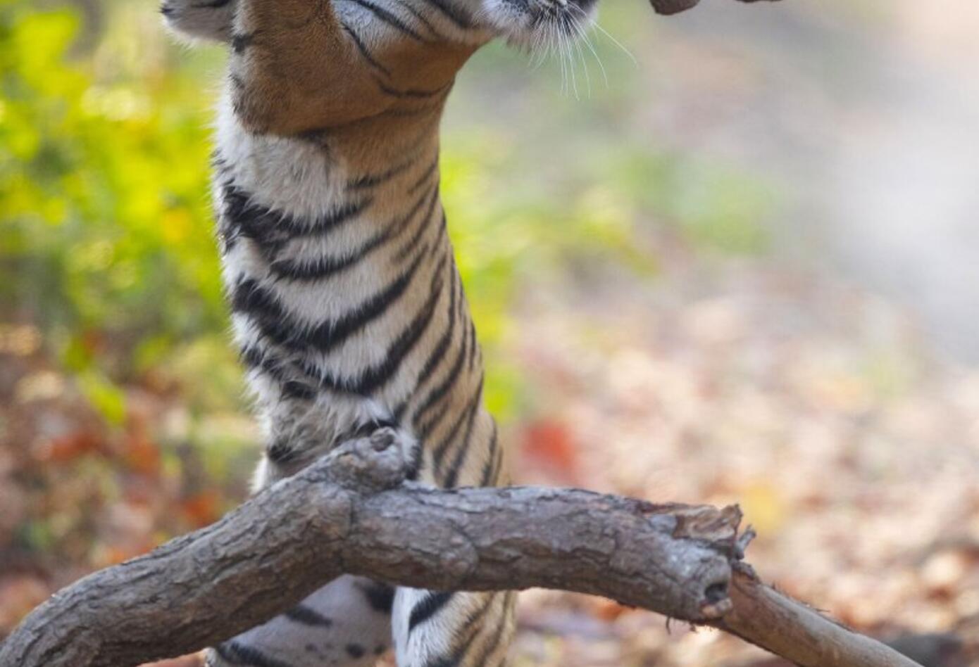 Tigre de pie