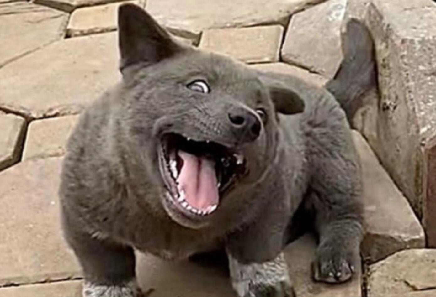 <blockquote class="tiktok-embed" cite="https://www.tiktok.com/@nguyen_van_dui/video/6953141786705415425" data-video-id="6953141786705415425" style="max-width: 605px;min-width: 325px;" > <section> <a target="_blank" title="@nguyen_van_dui" href="https://www.tiktok.com/@nguyen_van_dui">@nguyen_van_dui</a> Như con mèo <a title="nguyenvandui" target="_blank" href="https://www.tiktok.com/tag/nguyenvandui">#nguyenvandui</a> <a title="vantun" target="_blank" href="https://www.tiktok.com/tag/vantun">#vantun</a> <a