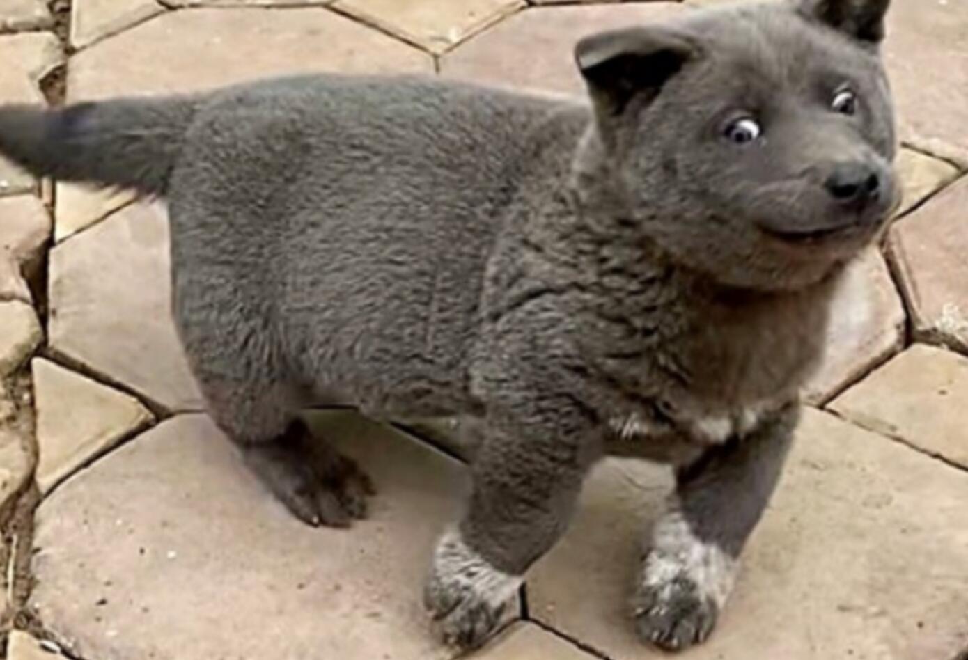 Dui: el perro foca