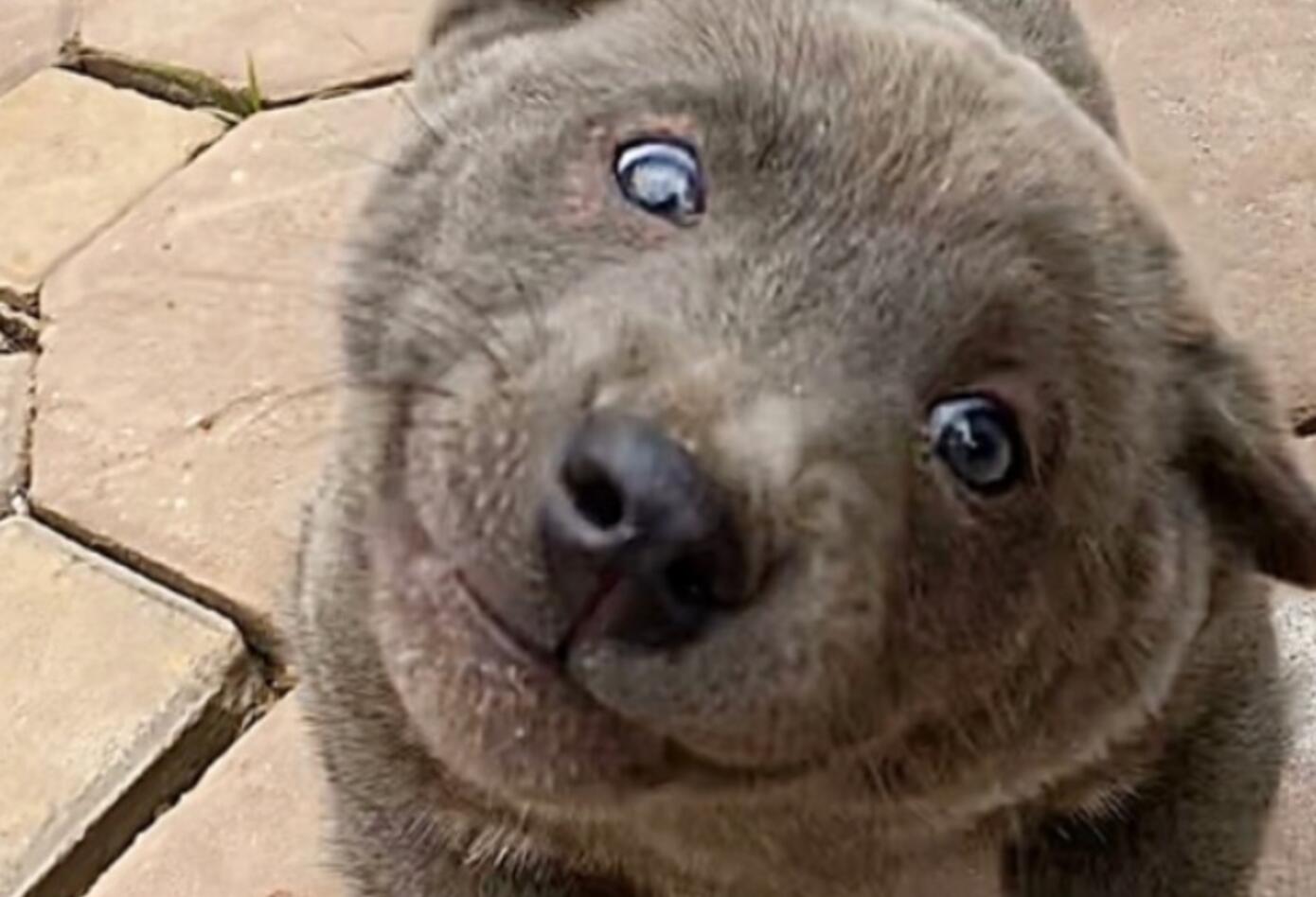 Dui el perro foca