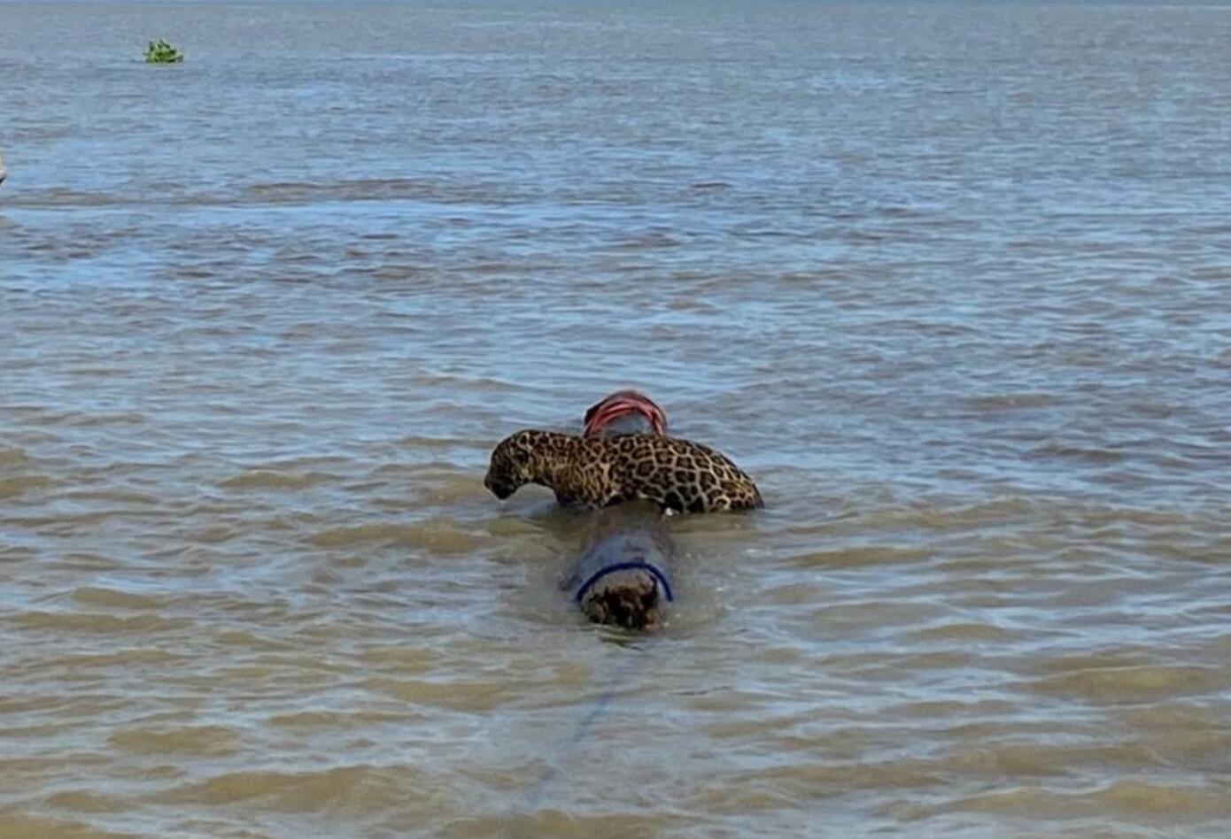 Jaguar rescatado en las aguas de Urabá