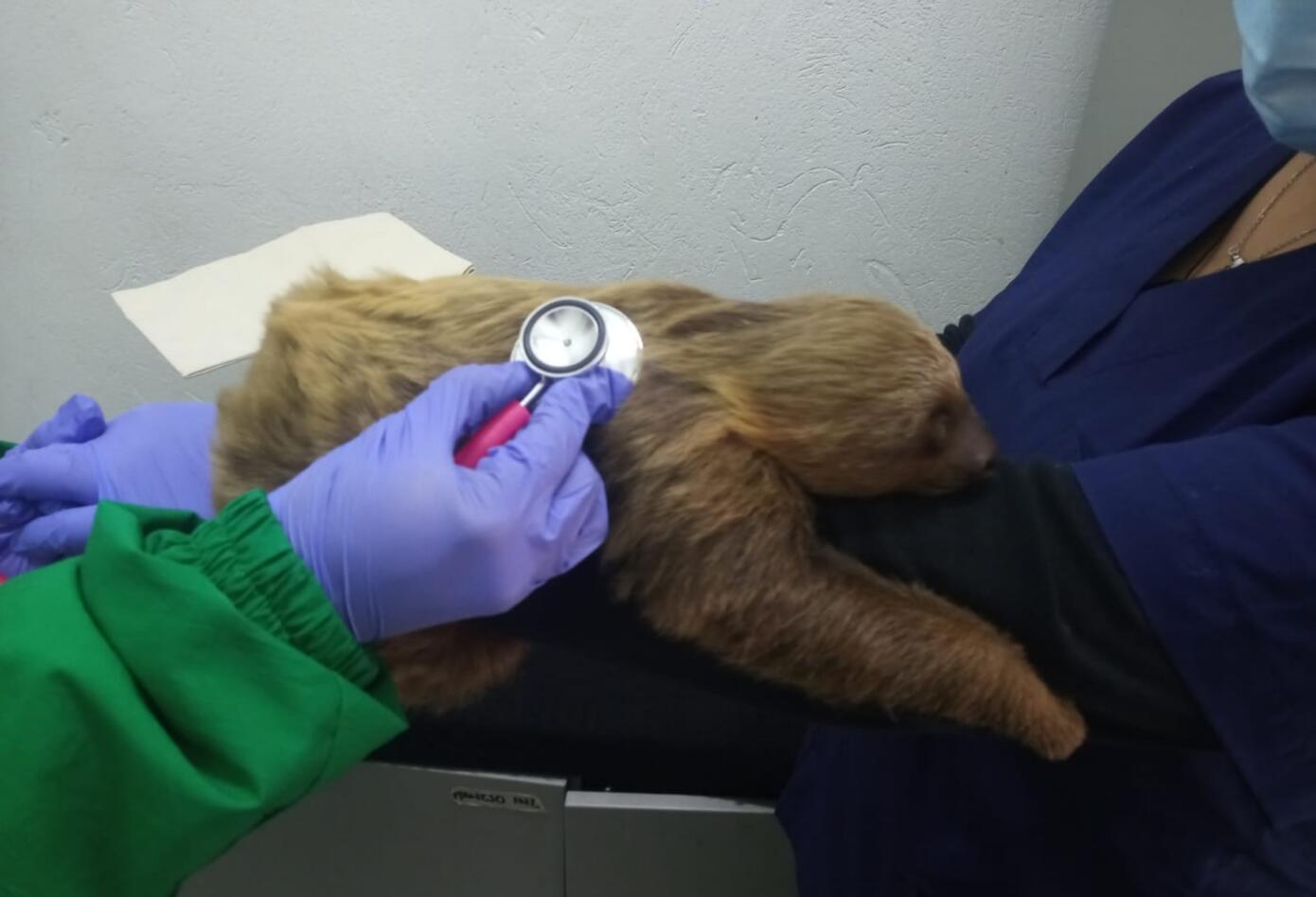 Oso perezoso rescatado en Bogotá