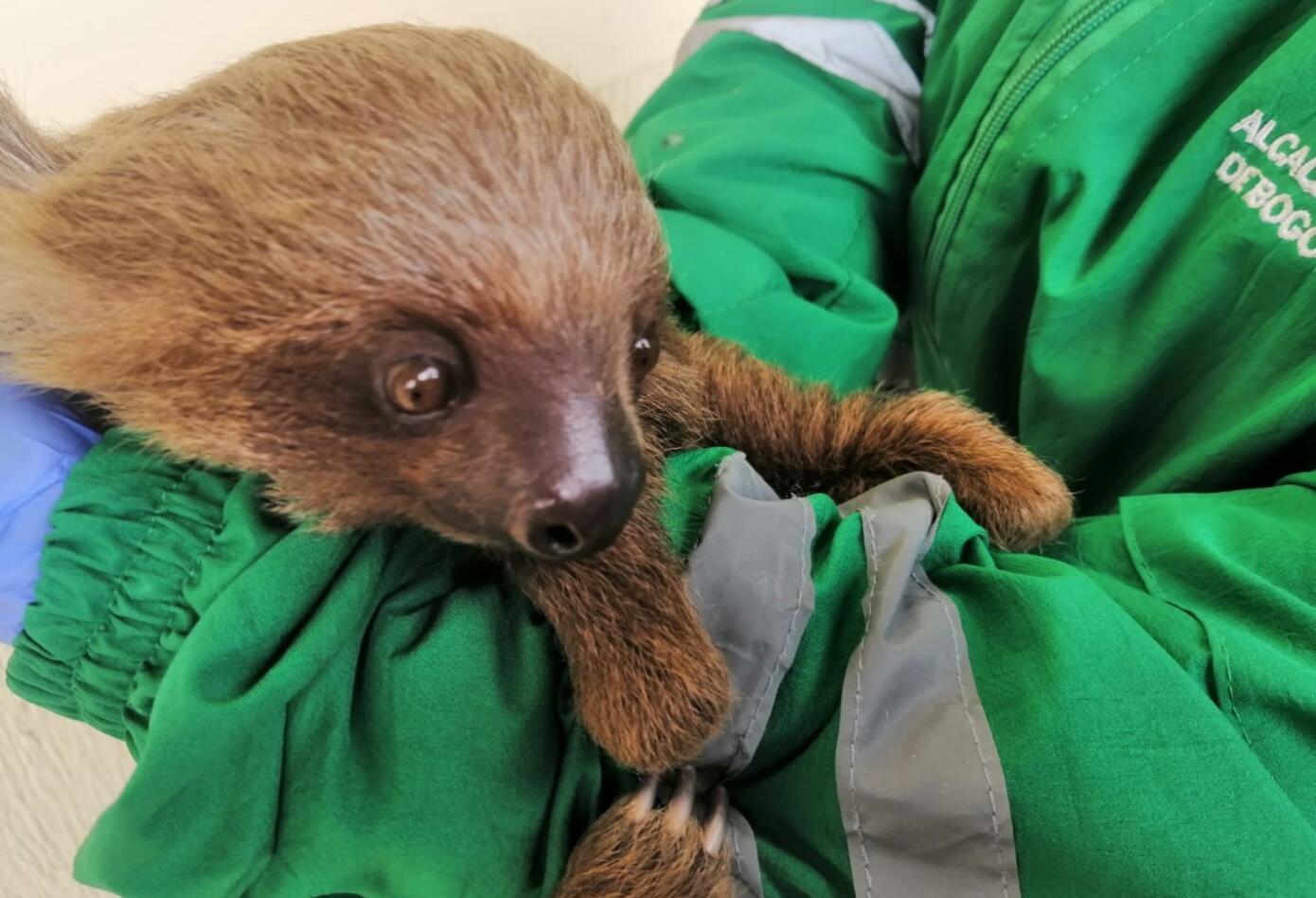 Oso perezoso rescatado en Bogotá